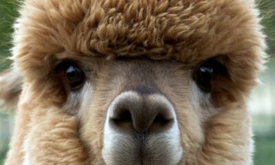 Faecal Worm Egg Counts For Alpacas