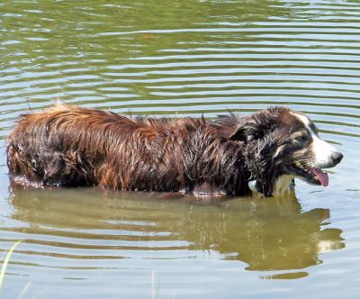 Alabama Rot – Fishy Tale Opens New Research into Link with Mystery Dog Disease