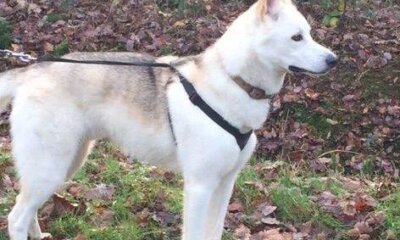 Healthy Outlook for Animal Health Spending