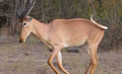 Fantastic Beasts On The EDGE – Wookie Or Wapiti, Gecko Or Gruffalo?