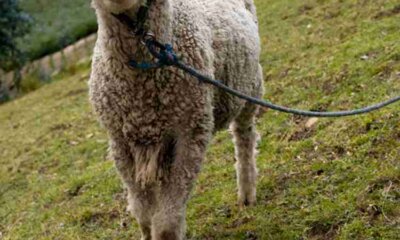 Herd Animals Are Increasingly Popular As Domestic Pets