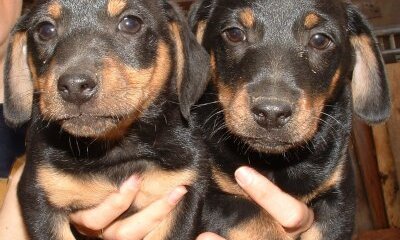 The Mating Game – Breeding Assistance Dogs Isn’t A Game of Chance