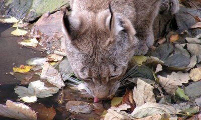 Britain’s Big Cats – Fact or Fiction Do They Have A Future?