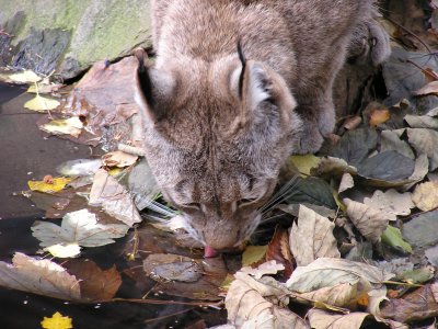 Britain’s Big Cats – Fact or Fiction Do They Have A Future?