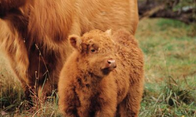 Year Round Or Block Calving: Balancing Herd Economics and Health