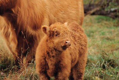 Year Round Or Block Calving: Balancing Herd Economics and Health