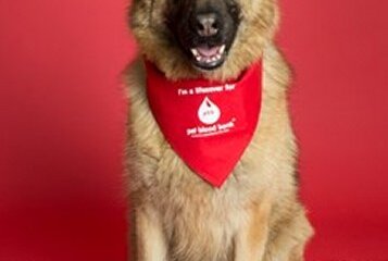Cup of Tea and Dog Biscuit? – Canine Blood Donors Save Lives