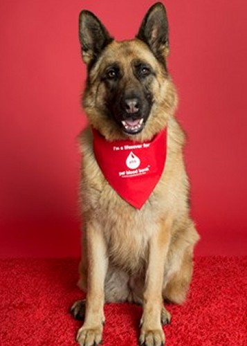 Cup of Tea and Dog Biscuit? – Canine Blood Donors Save Lives