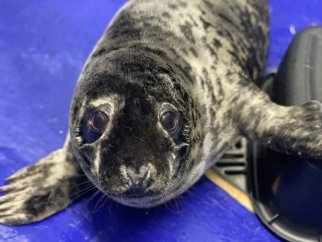 Avian Flu in Seals