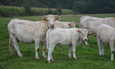 Paramphistomiasis In The UK – Accurate Egg Counting Is No Fluke