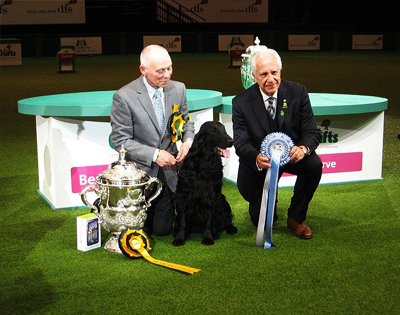 Dog Shows Like Crufts Dog Show