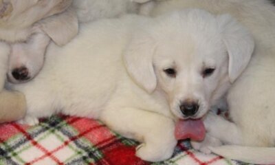 Dog Breeders Plan Litters With LH Hormone ‘Surge’ Test Kit