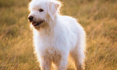 Enjoy The Dog Days of Summer In A Dog Friendly Garden