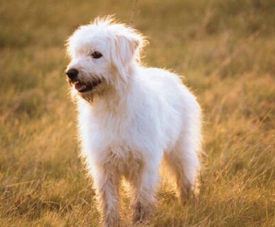 Enjoy The Dog Days of Summer In A Dog Friendly Garden