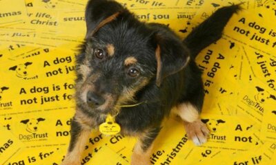 Kennel Club’s 3 Things Not To Do When Choosing Your New Puppy