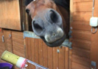 Simple Equine Tapeworm Testing: Straight From The Horses Mouth