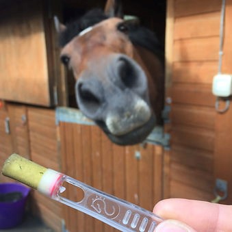 Simple Equine Tapeworm Testing: Straight From The Horses Mouth