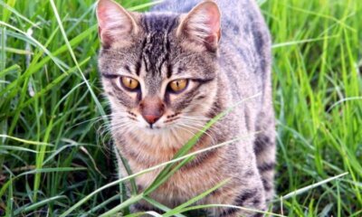 Cutting The Risk of FIV Cats from Feral Populations