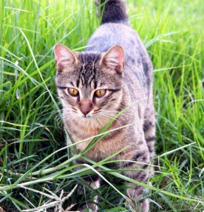 Cutting The Risk of FIV Cats from Feral Populations