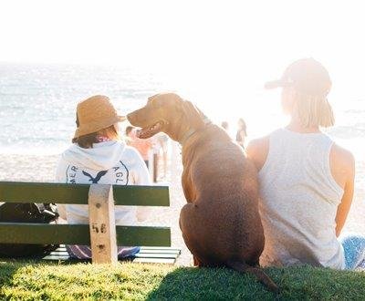 Health Dangers That Can Harm Your Pet This Summer