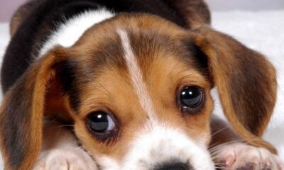 Homed, Homeless or Re-homed – Testing and Vaccination is Key