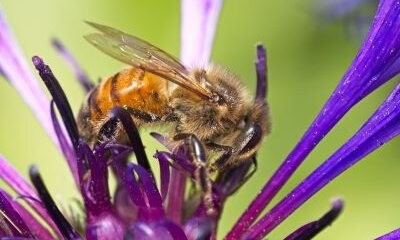 Spring In The Beehive – Time For A Bee Health Check?