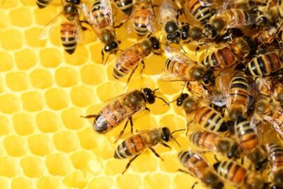 Health-check Your Honeybees For 3 Colony Killers