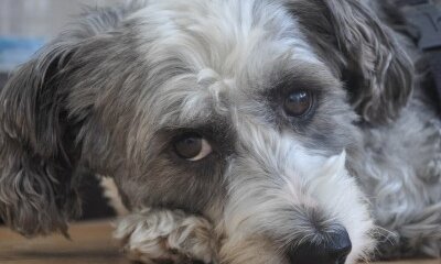 If Only They Could Talk – Animal Pain In Home and Veterinary Practice