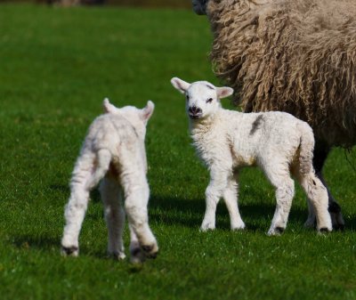 Lower Lambing Season Losses