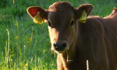 Neospora – Countryfile