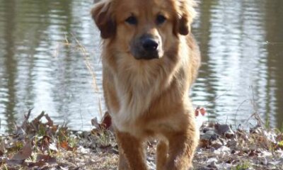 Nine Out of Ten Dog Owners Holiday With Their Dogs