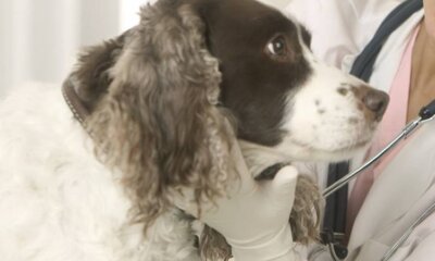 Pet Hospice Movement: At-Home End-Of-Life Dignity For Pets