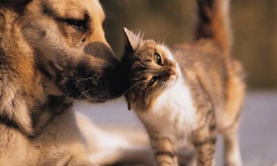 Busy Times for UK Vets as Pet Population Booms