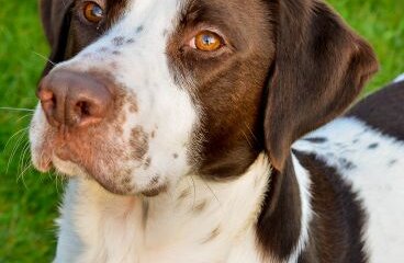 Pets, Pounds and Pence – What Your Pet Costs Your Pocket