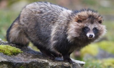 Raccoon Dogs: Unusual Pet Or Uncontrollable Pest?