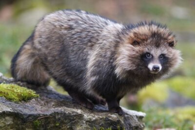 Raccoon Dogs: Unusual Pet Or Uncontrollable Pest?