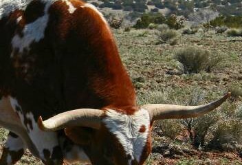 Rinderpest Eradication – A Veterinary Success Story