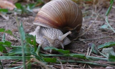 Slugs and Snails and Puppy-dog’s Ailments – The Rise in Canine Lungworm