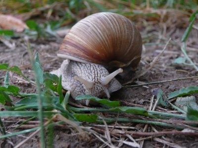 Slugs and Snails and Puppy-dog’s Ailments – The Rise in Canine Lungworm