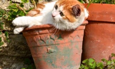 The Feline Five – Feline Personality Profiling Keeps Your Cat Healthy