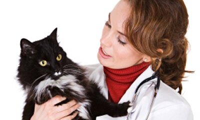 Clinical vs Mycological: Cure of Microsporum Canis after pulse therapy with itraconazole