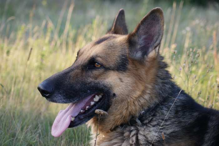 Ticking Off, The Best Protection Against Tracker Dog Disease 