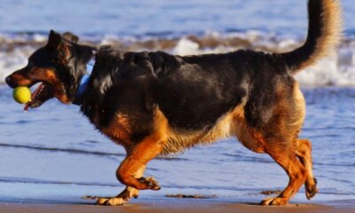 Travelling Abroad with your pet – Protect your pet, Protect yourself.