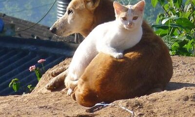 Welcome to The Virosphere – Keeping Watch On New Virus Threats