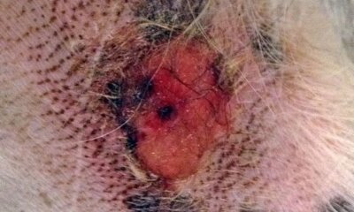 Alabama Rot Disease in the UK: Are you in the know?