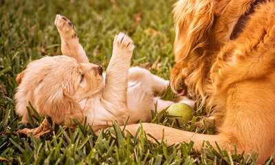 Planning for a Happy Event – TARGET Canine Ovulation Test Kit