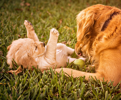 Ovulation pads outlet for dogs