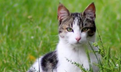 Compulsory Chipping: Is It Cool for Cats?