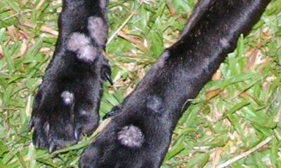What’s Eating Your Pet? Diagnosing Dermophytosis, Ringworm and Fungal Skin Diseases with Mykodermoassay-Trio