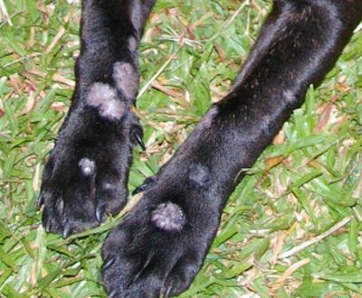 ringworm in dogs paws